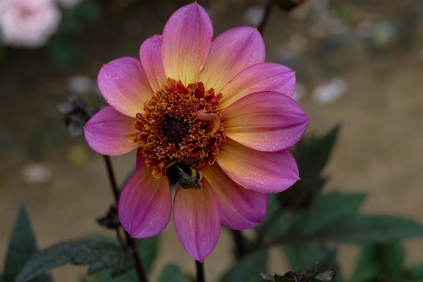 Nature blossom plant flower Photo