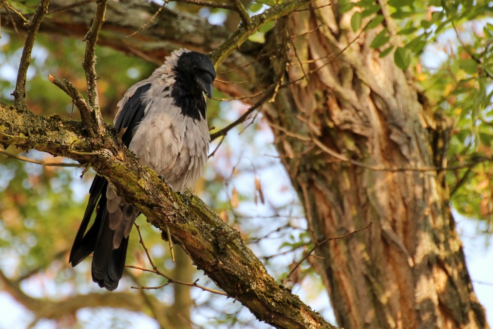 Pohon cabang burung satwa