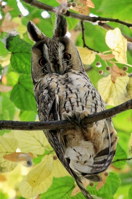 Branch bird wildlife beak Photo