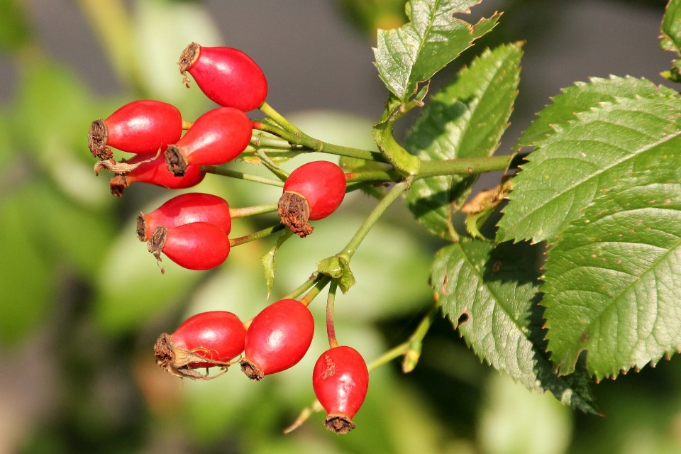 Tree nature branch plant