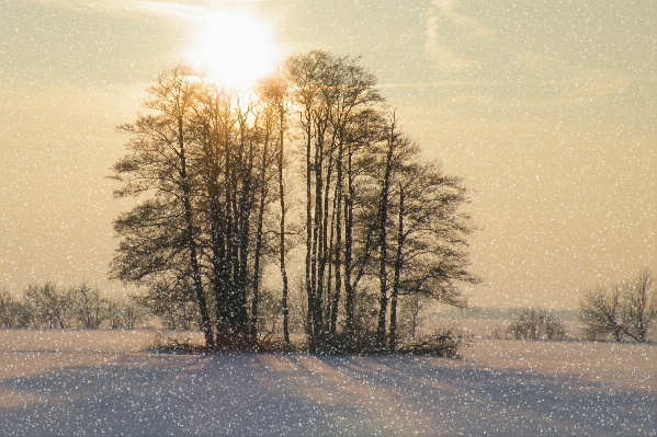 Landscape tree nature grass Photo