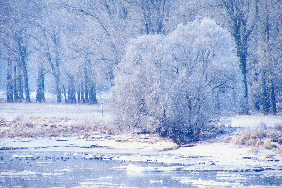 木 森 雪 寒い