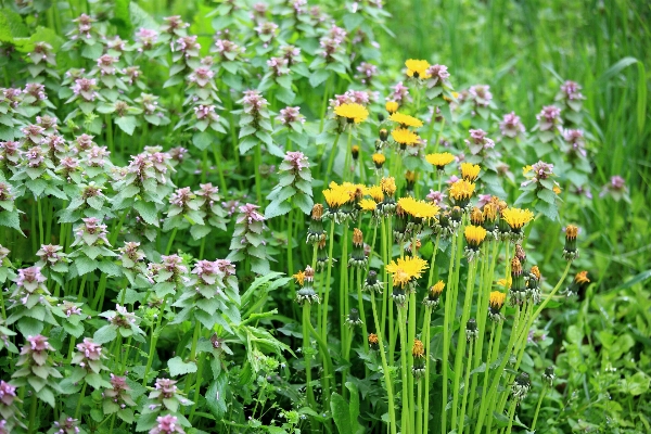 Blossom plant lawn meadow Photo