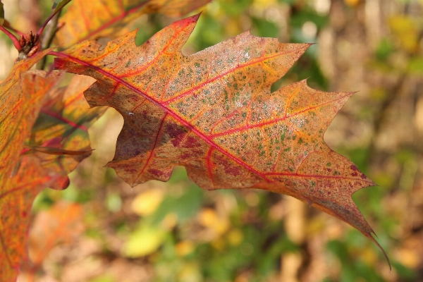 Tree nature branch plant Photo