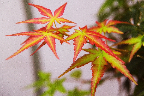 Foto Albero ramo pianta foglia