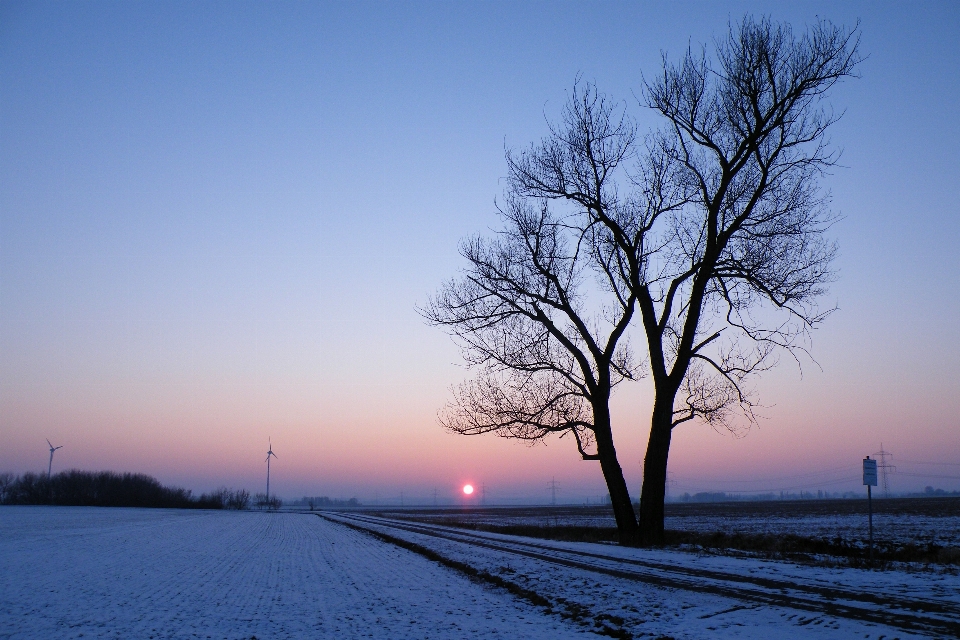 пейзаж дерево природа горизонт