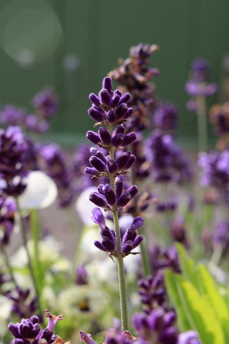 Natura fiore pianta viola