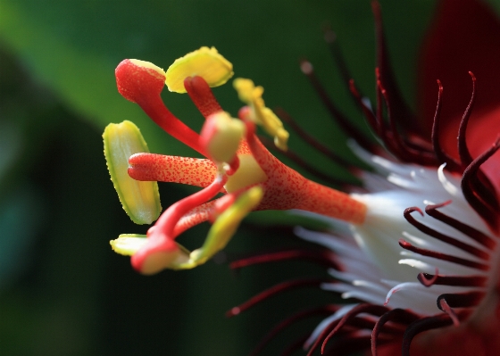 Blossom plant photography flower Photo