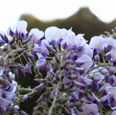 Blossom plant flower purple Photo