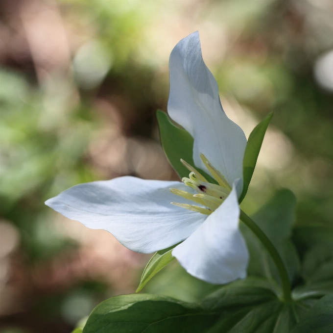 Natureza florescer plantar folha