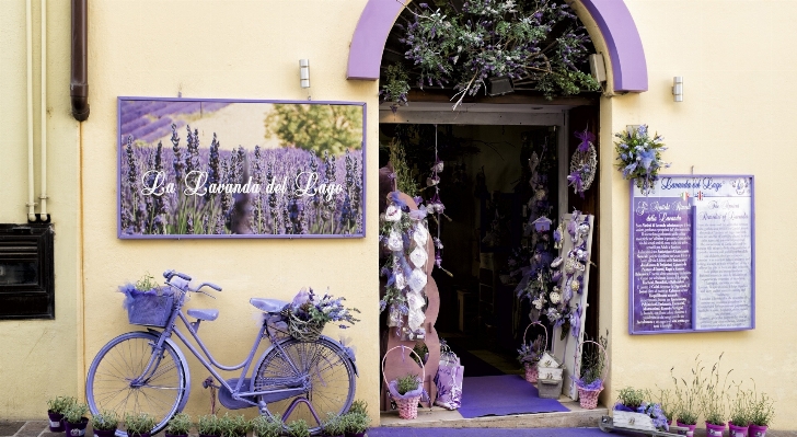 House flower purple spring Photo