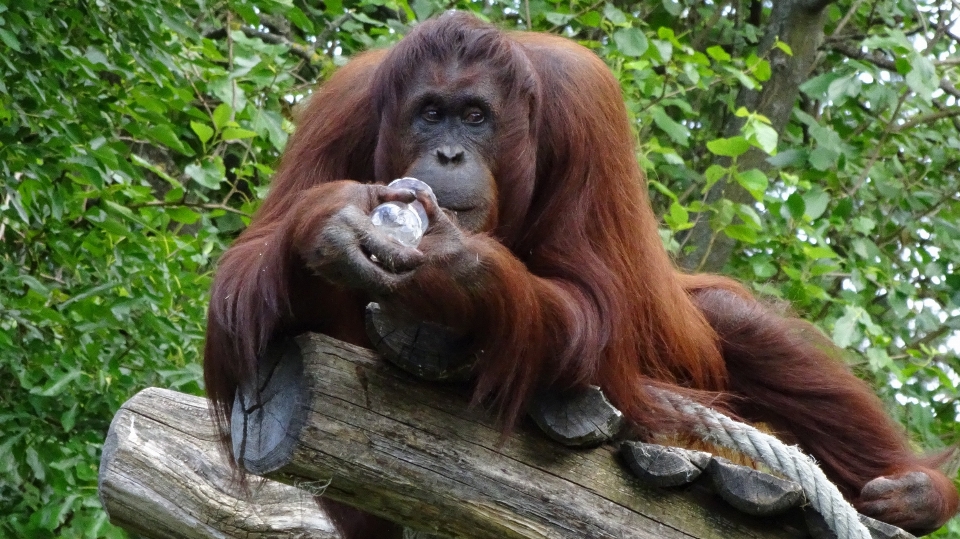 Animali selvatici zoo giungla mammifero