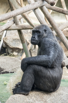 Nature animal wildlife zoo Photo