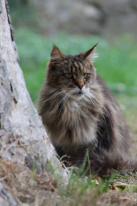 Nature pet fur cat