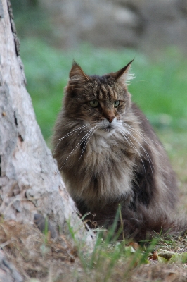 Foto Natura animale domestico pelliccia gatto