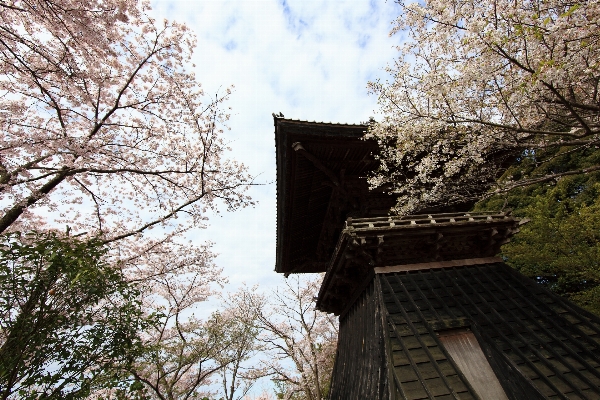 Tree blossom architecture plant Photo