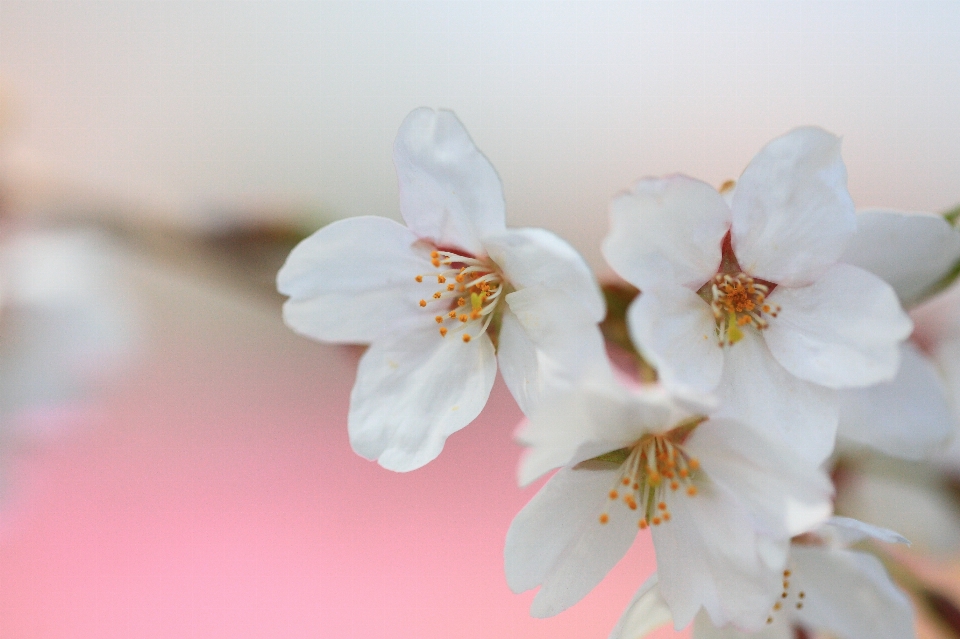 Zweig blüte anlage blume