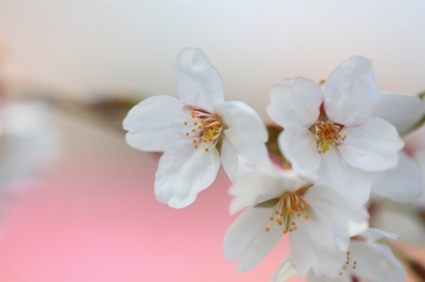 Branch blossom plant flower Photo