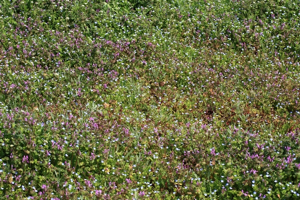 Grass blossom plant lawn Photo