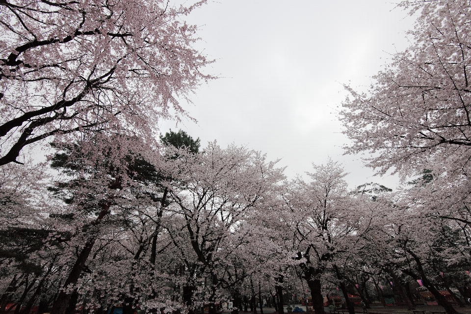 árbol rama florecer invierno