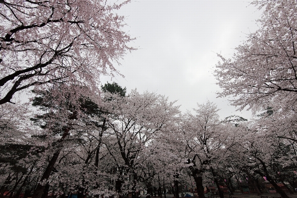 Tree branch blossom winter Photo