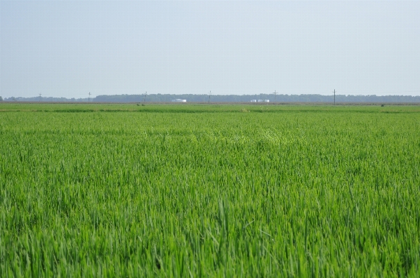 Grass marsh plant field Photo