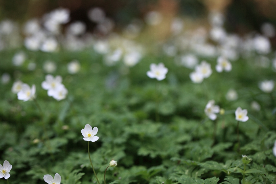 Natureza grama florescer plantar