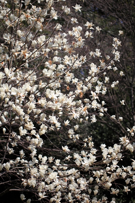 Albero ramo fiore pianta