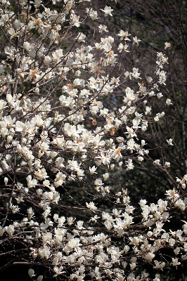 木 ブランチ 花 植物 写真