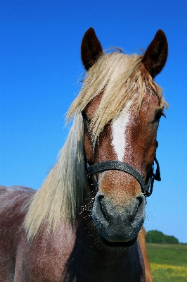 Animal portrait pasture horse Photo