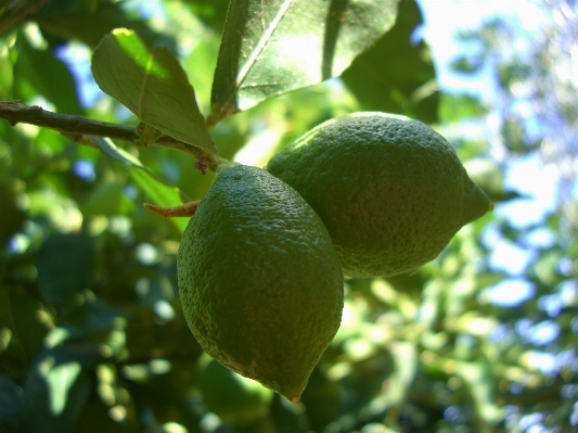 Tree branch plant fruit Photo