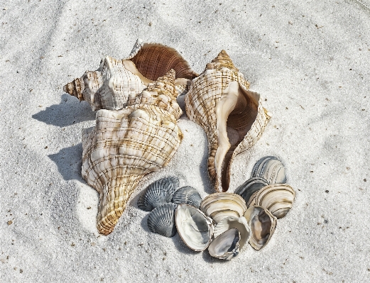 Beach sea nature sand Photo