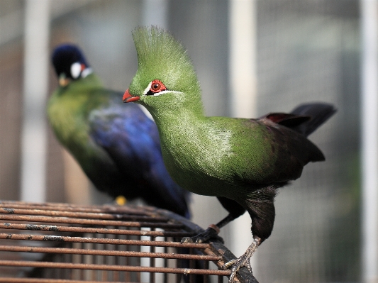 Photo Oiseau faune haut le bec