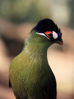 Foto Natura uccello animali selvatici alto