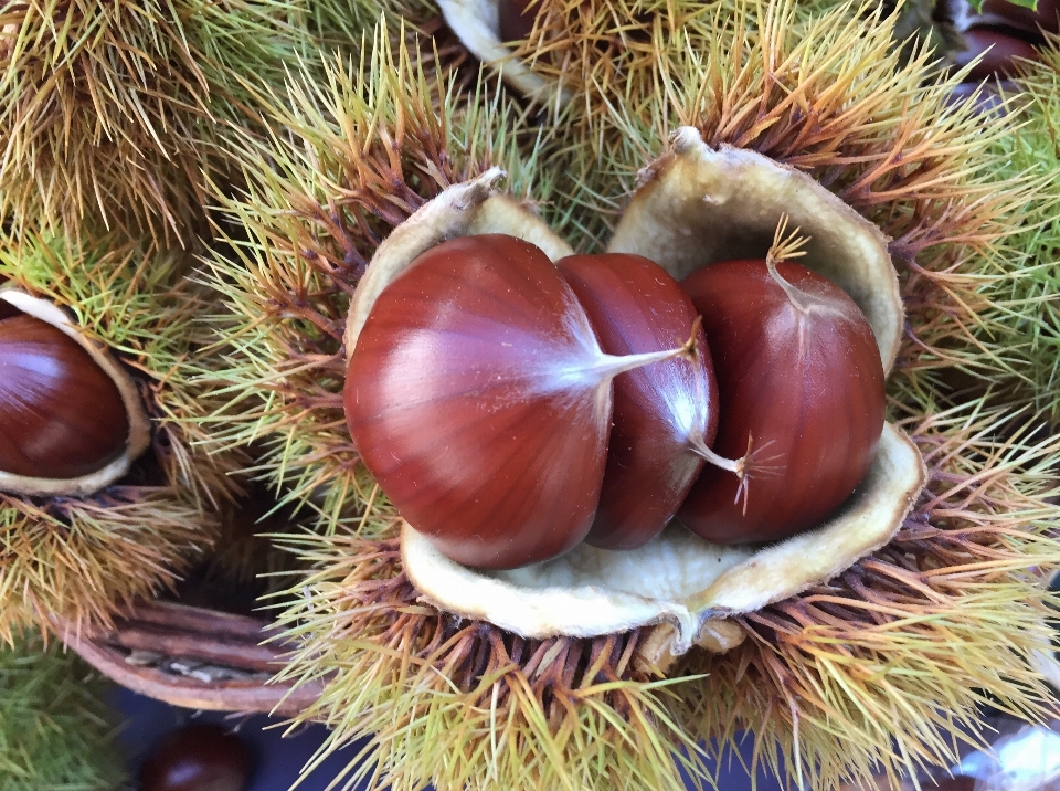 木 植物 フルーツ 食べ物