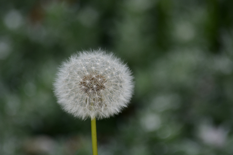 Nature herbe usine champ