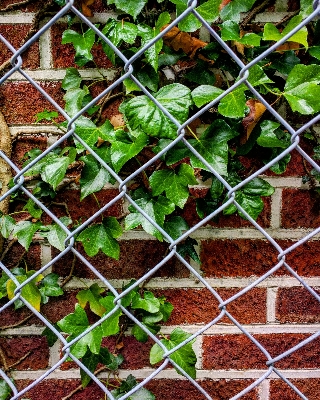 Nature outdoor fence plant Photo