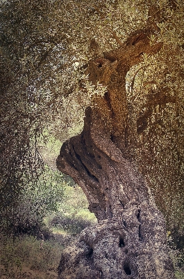 Tree nature forest rock Photo