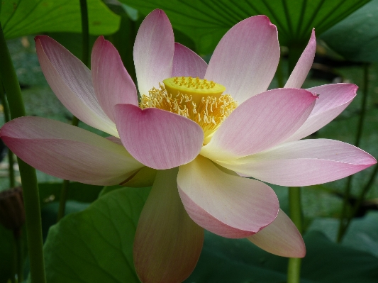 Blossom plant flower petal Photo