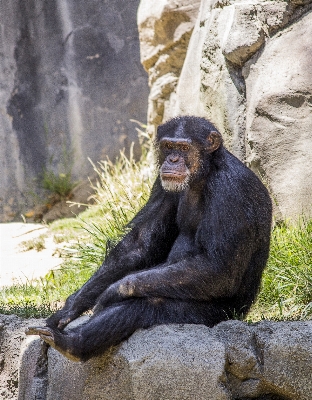 自然 森 動物 野生動物 写真