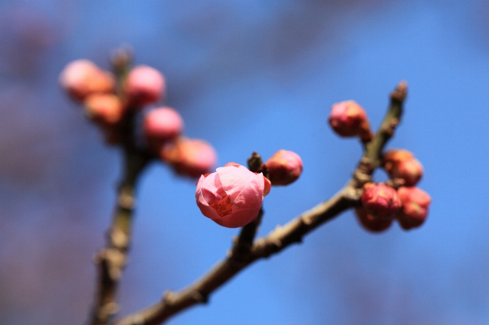 Baum natur zweig blüte