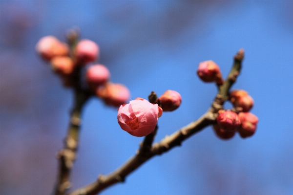 Tree nature branch blossom Photo