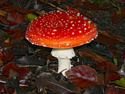 Nature forest red autumn Photo