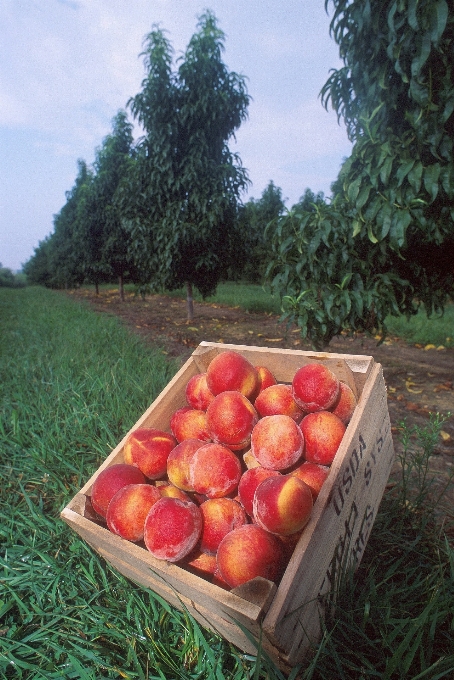 Apple plant fruit sweet