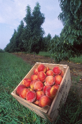 Apple plant fruit sweet Photo