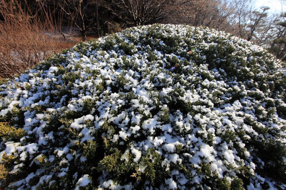 树 分支 雪 植物