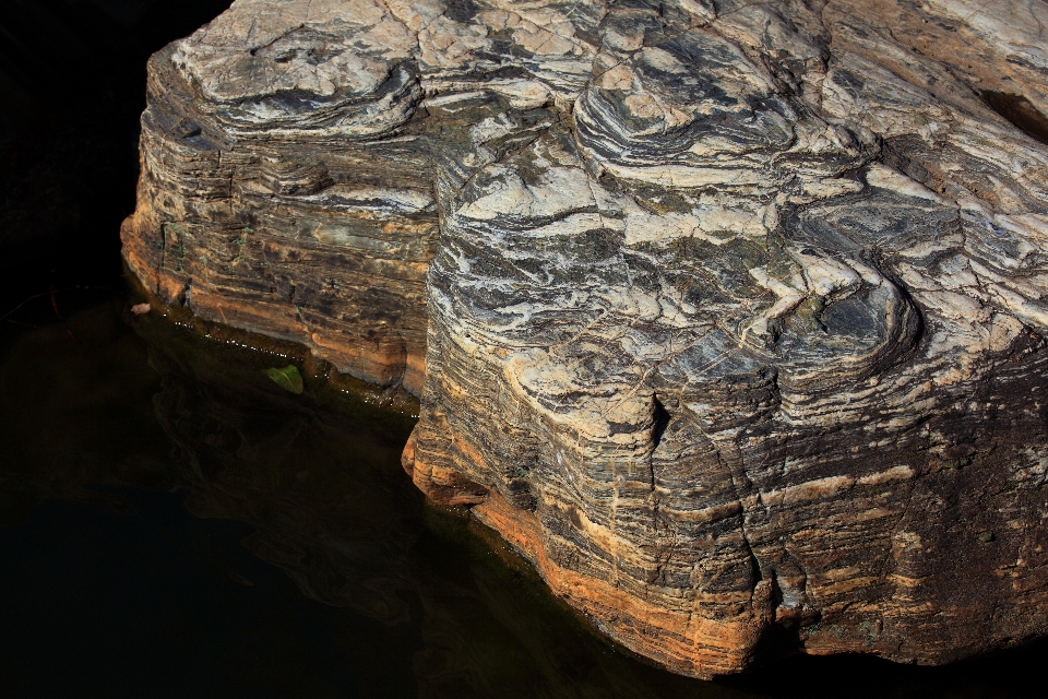 Tree rock wood trunk