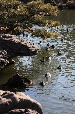 Sea water nature rock Photo