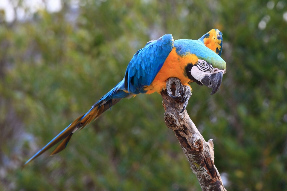 Branch bird wildlife high