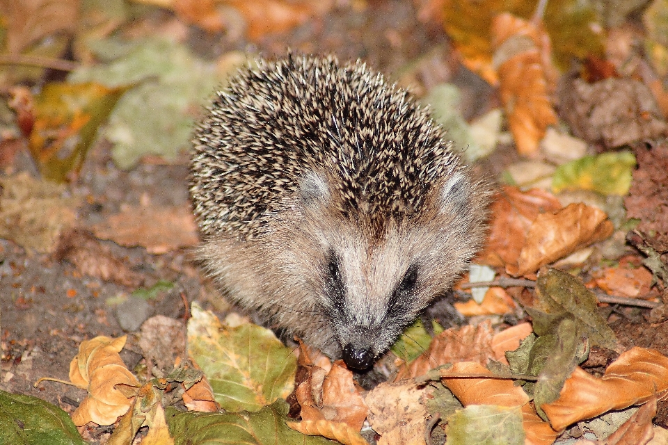 Animal mignon faune jeune